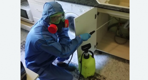 Уничтожение муравьев в квартире. Купчино