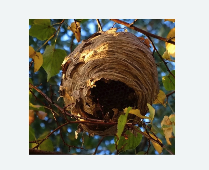 Обработка от шершней Купчино метро Спб