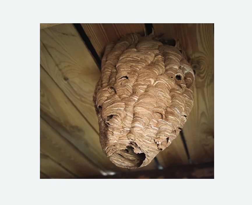 обработка от шершней Купчино метро Спб