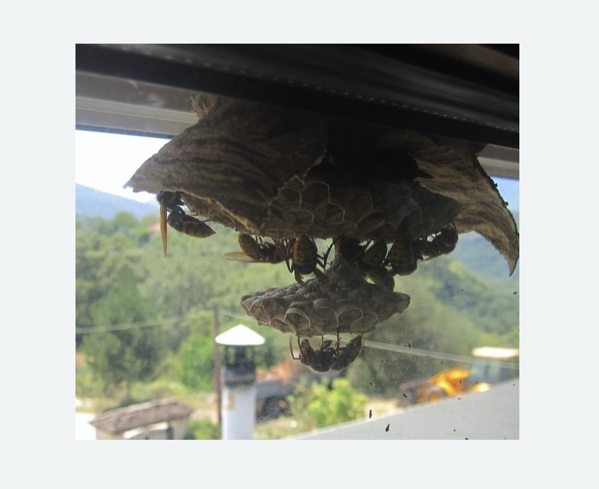 Уничтожение гнёзд шершней Купчино метро Спб