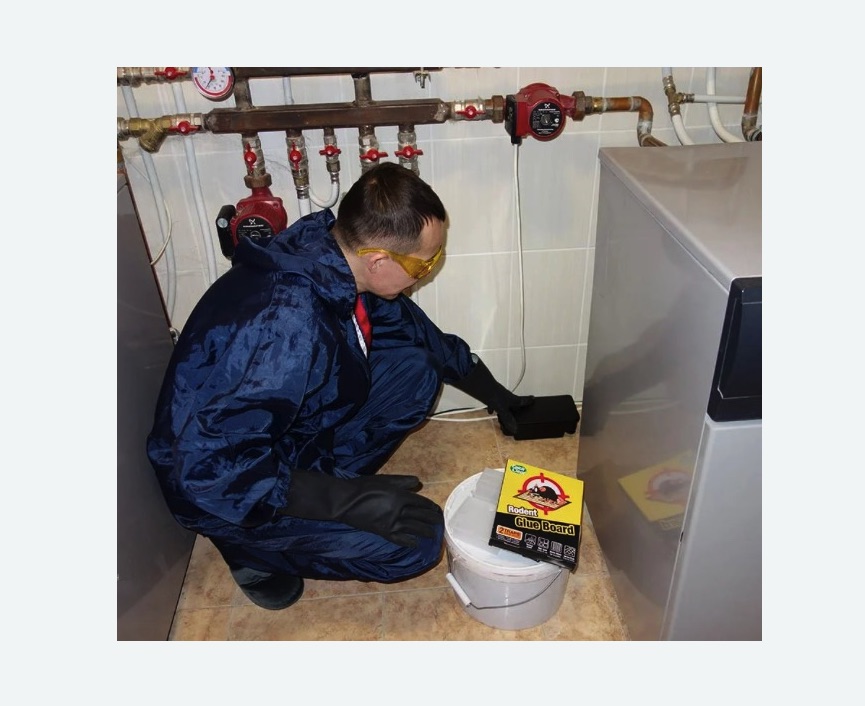 Уничтожение крыс Уничтожение крыс Купчино метро Спб