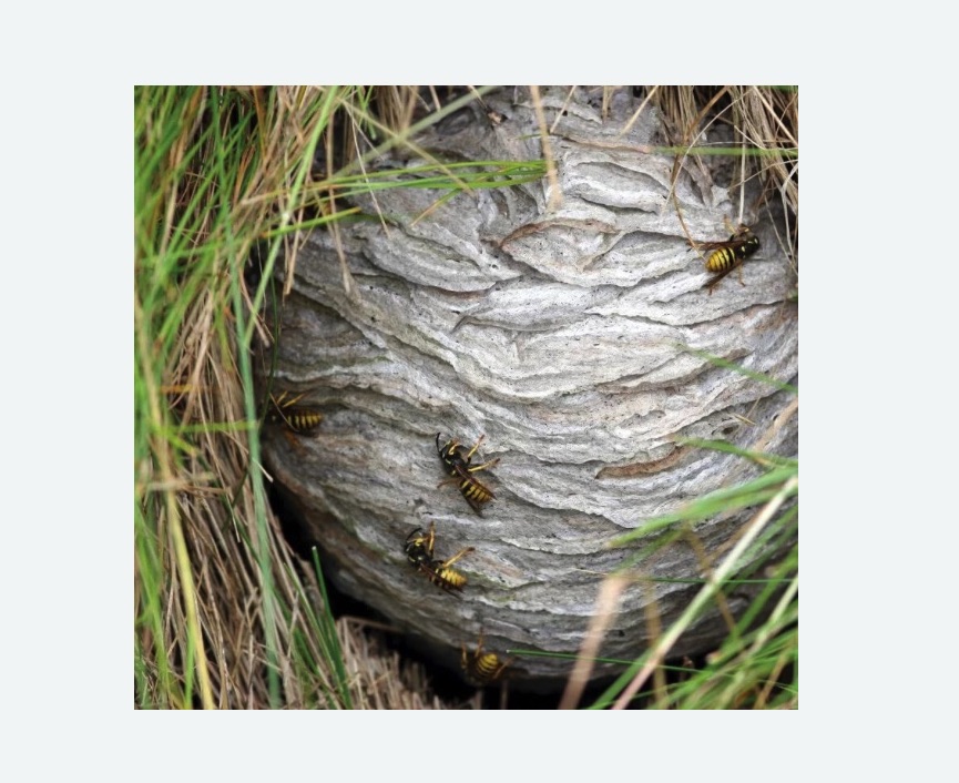 Уничтожение ос и ульев Уничтожение ос и ульев Купчино метро Спб